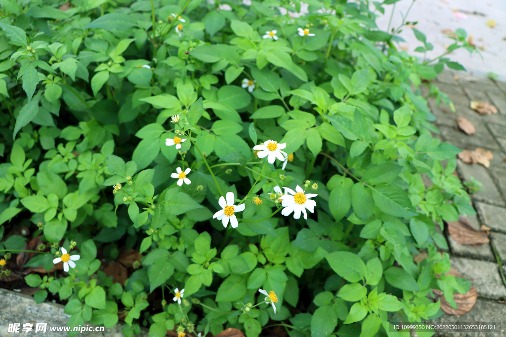 白色菊花
