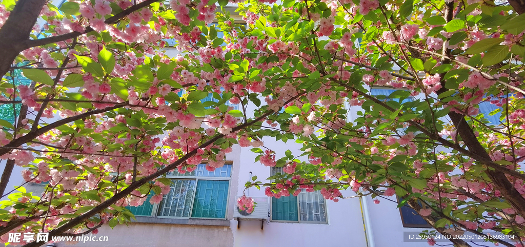 樱花烂漫时