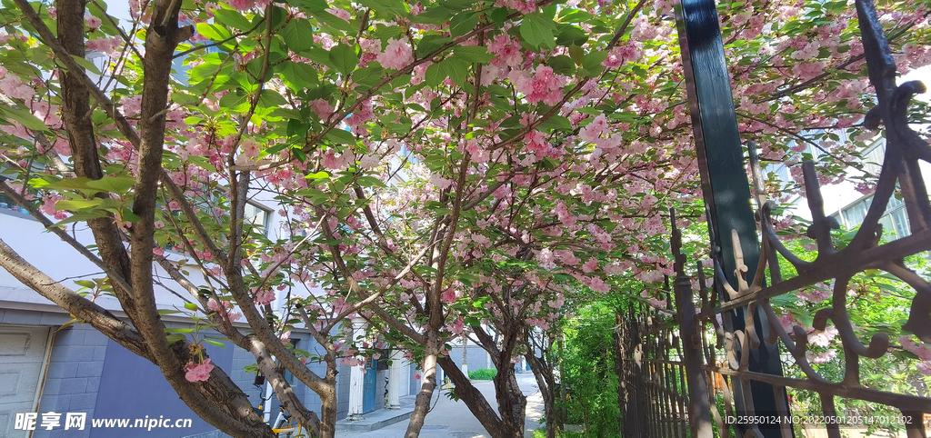 樱花烂漫时