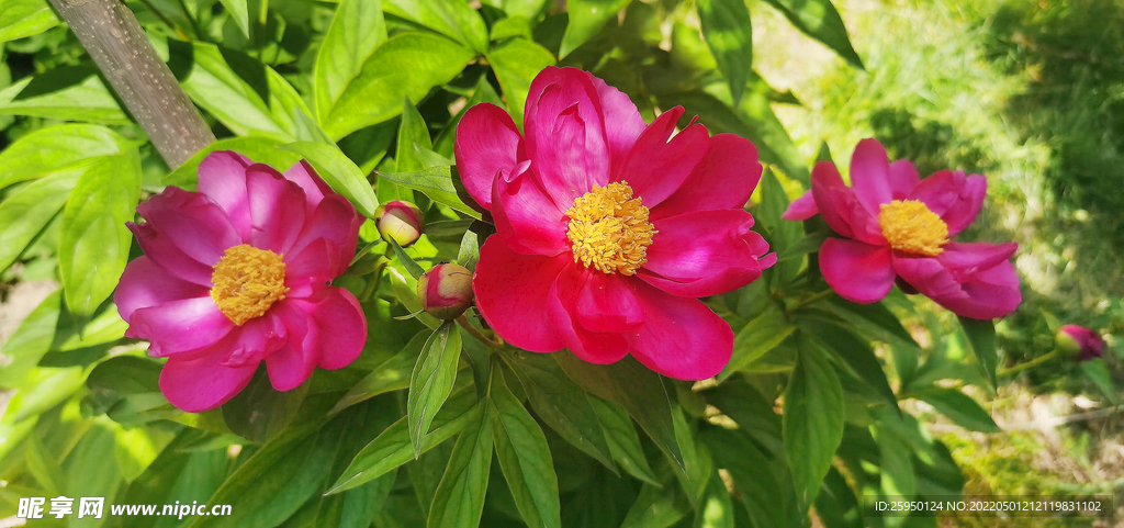 红色芍药