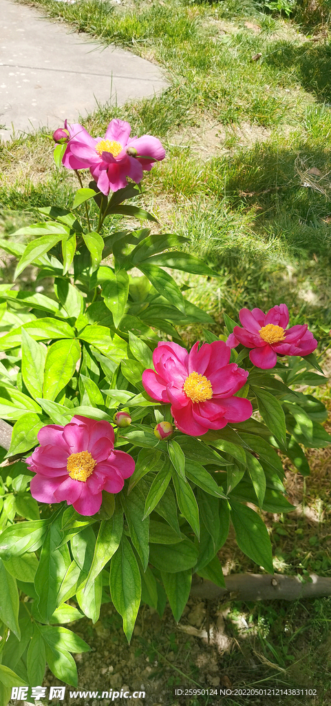 红色芍药