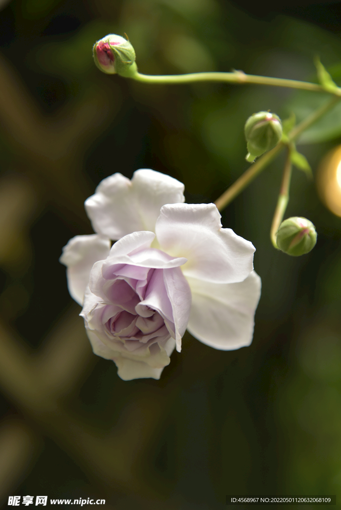 月季花
