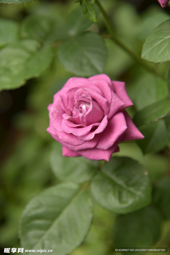 月季花