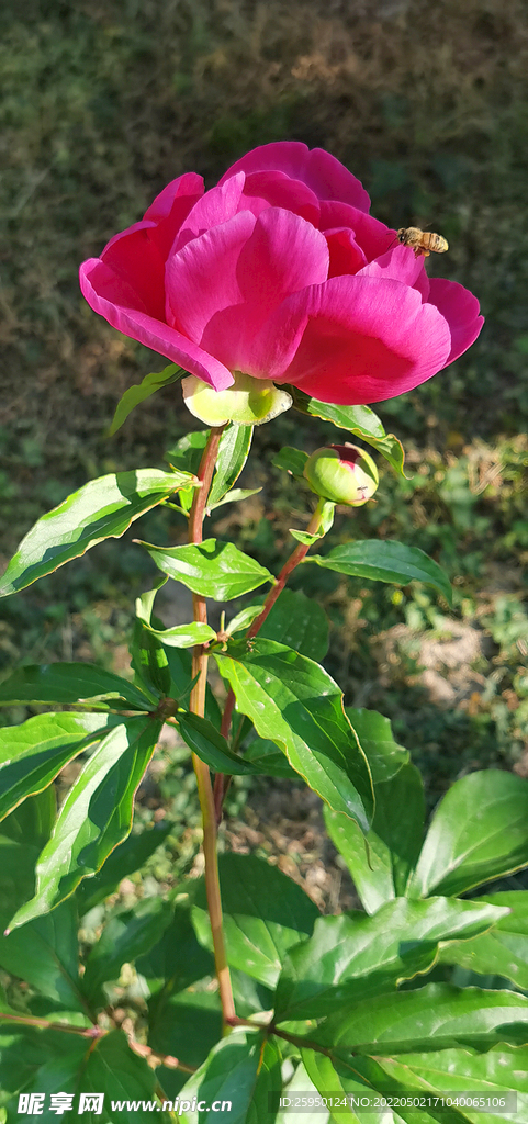 红芍药 小蜜蜂
