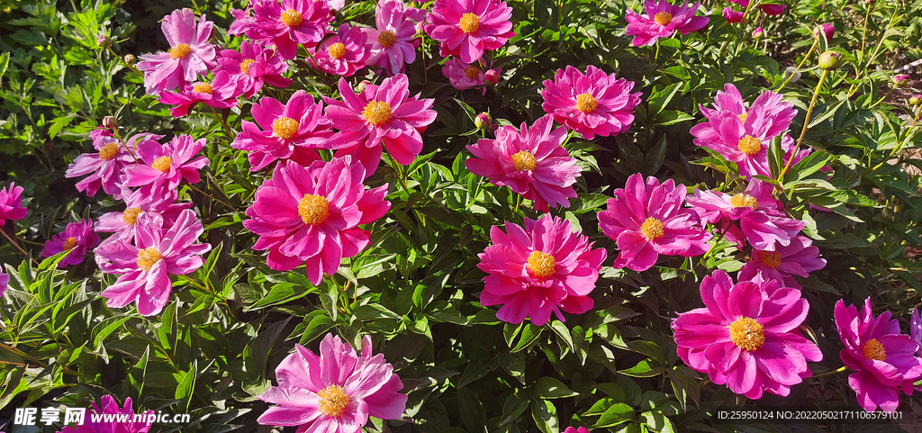 红色芍药