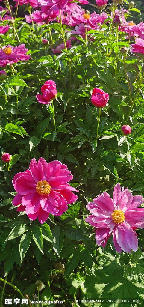 红色芍药