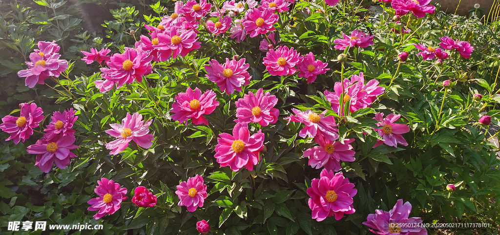红色芍药