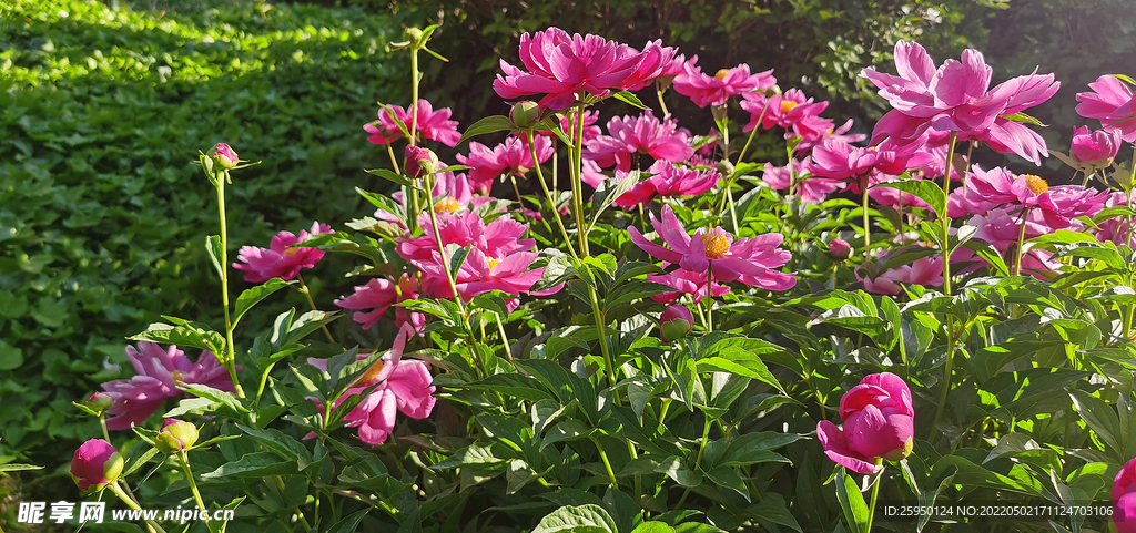 红色芍药 