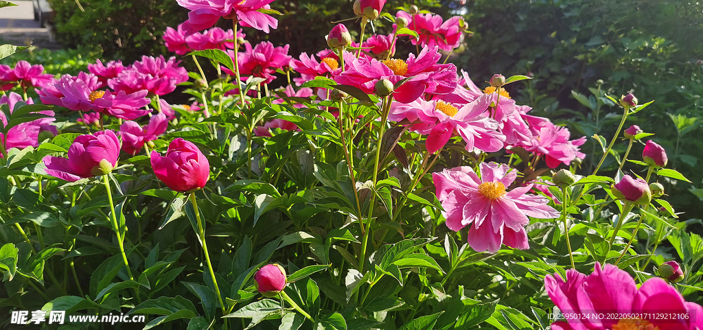 红色芍药