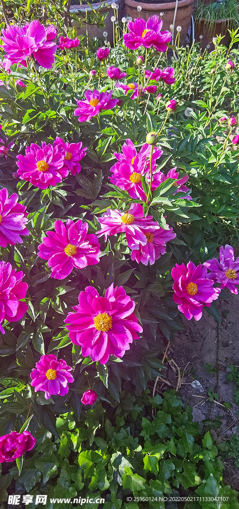 红色芍药