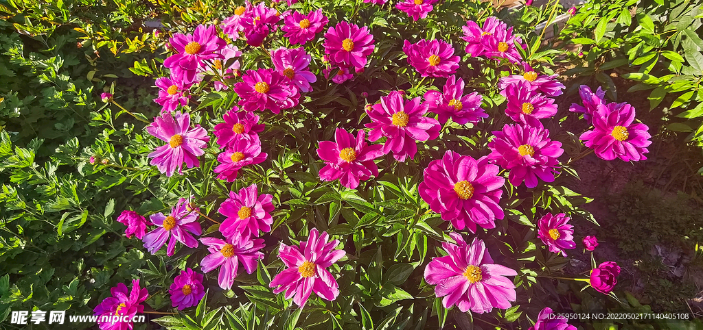 红色芍药