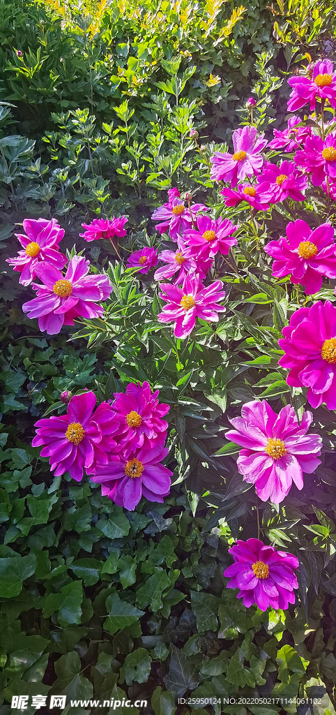 花儿为什么这样红