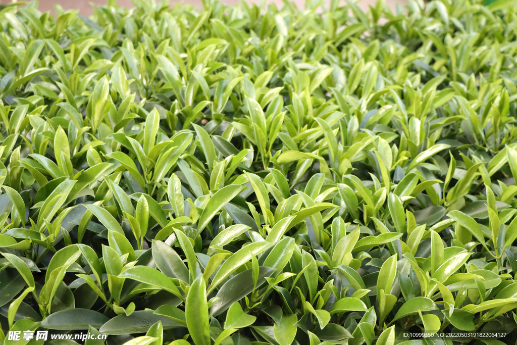 植物墙
