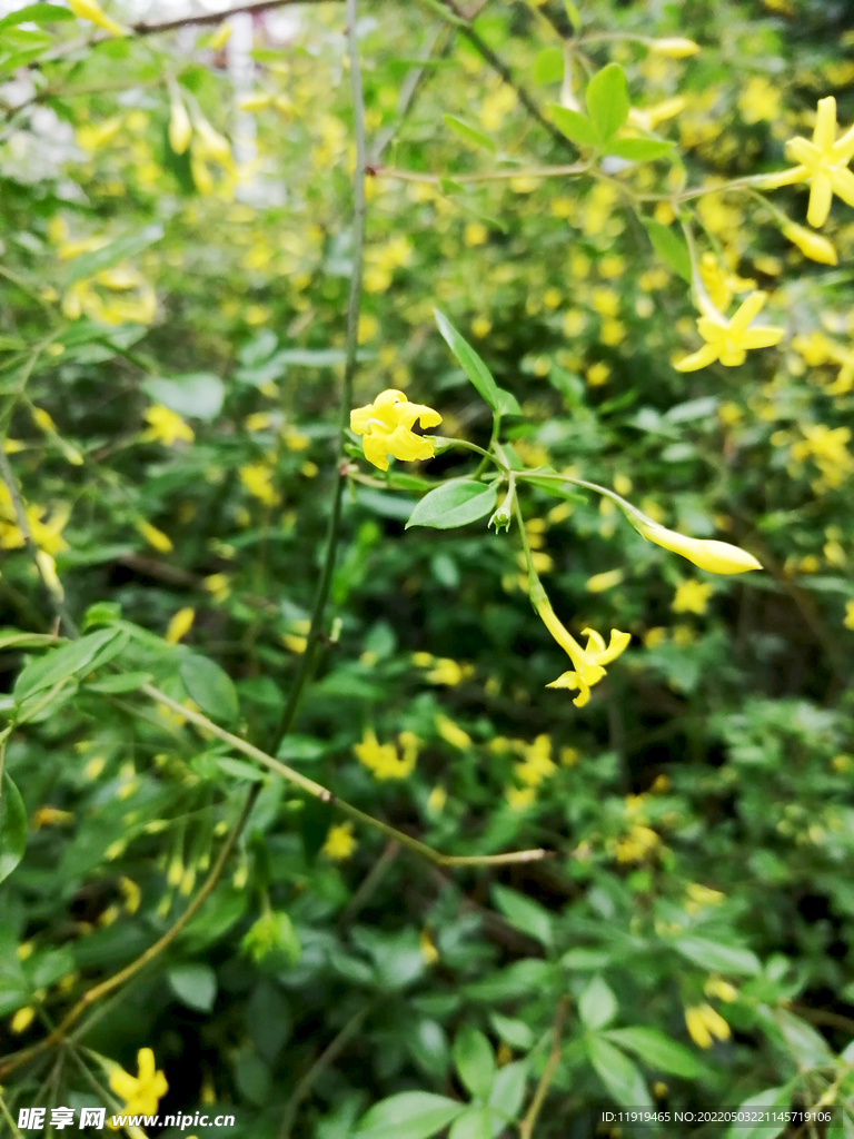 迎春花