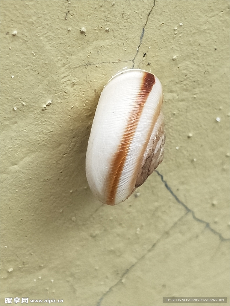 蜗牛