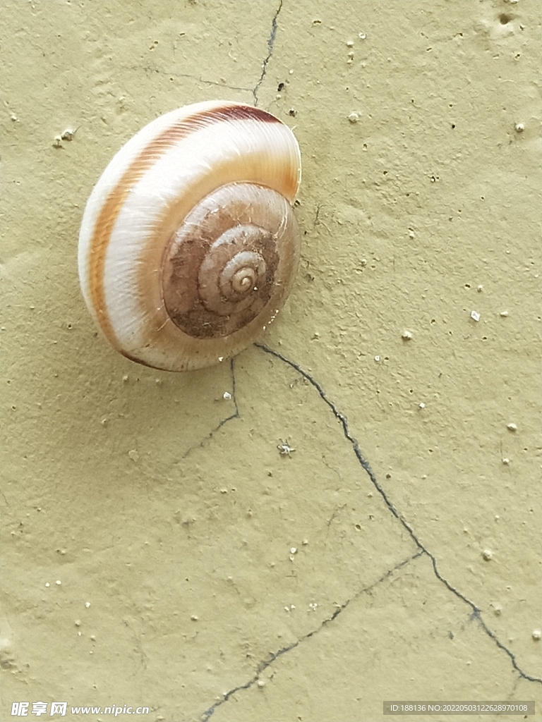 蜗牛