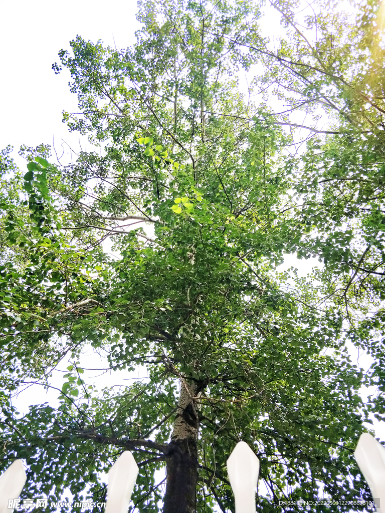 杨树