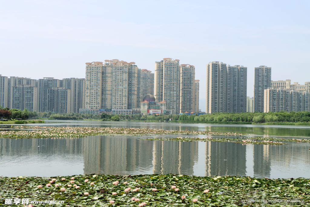爱莲湖
