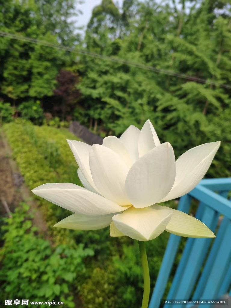 莲花