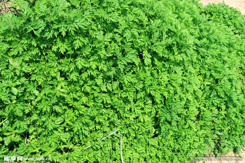 艾草