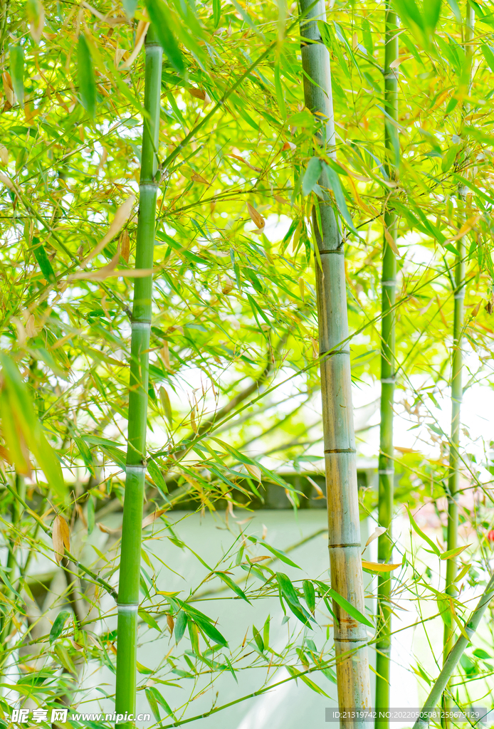 竹子图片
