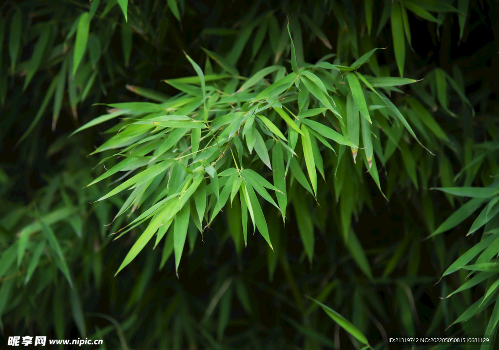 竹叶摄影