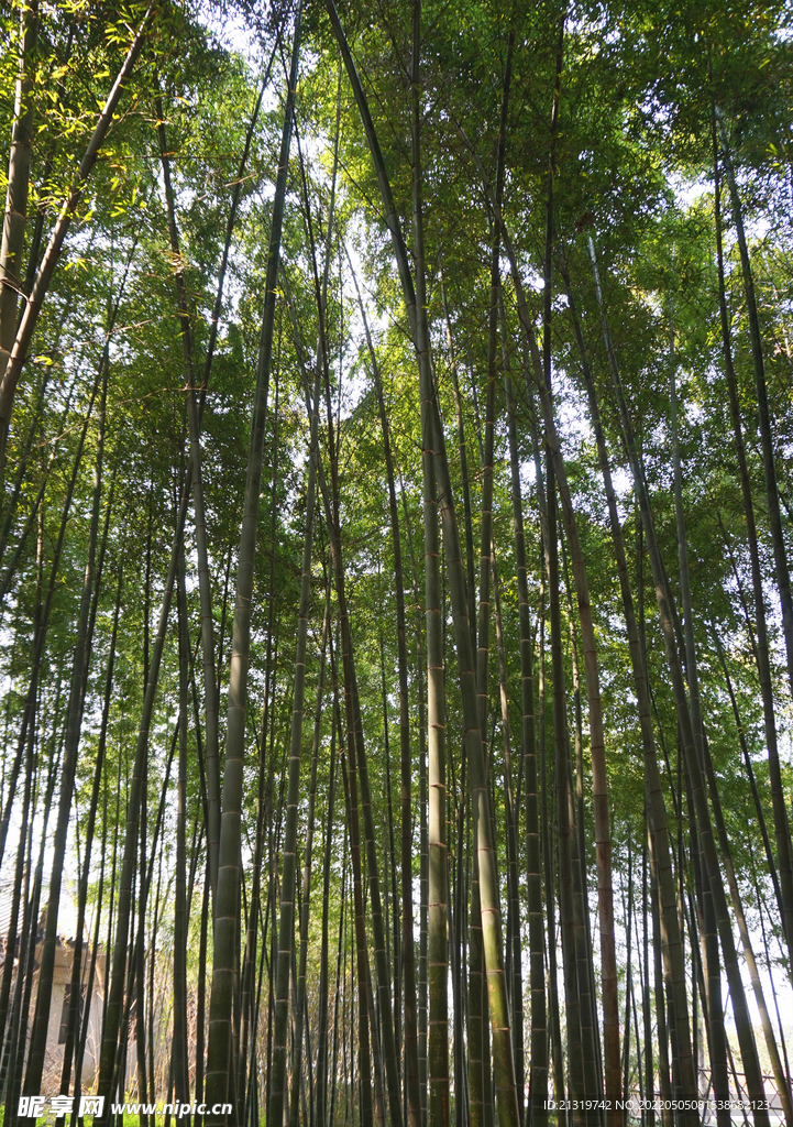 竹林图片