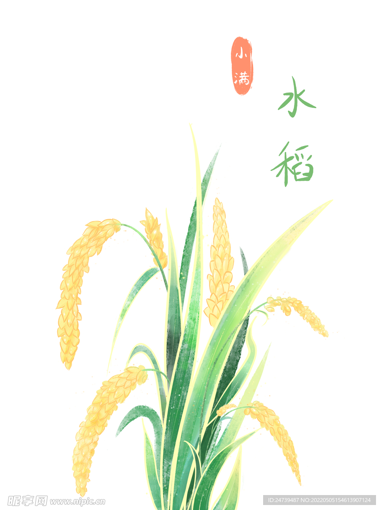 小满清新简约手绘水稻稻穗谷物