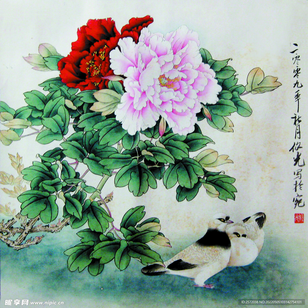 牡丹鸽子图
