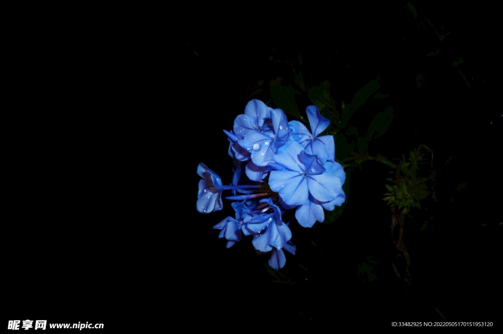 花