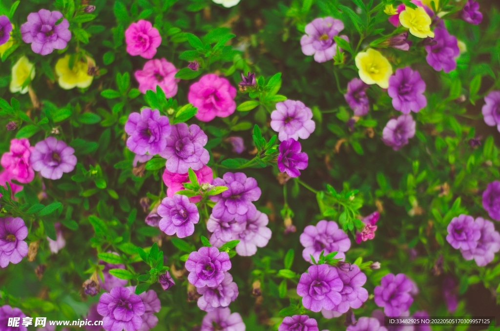 花
