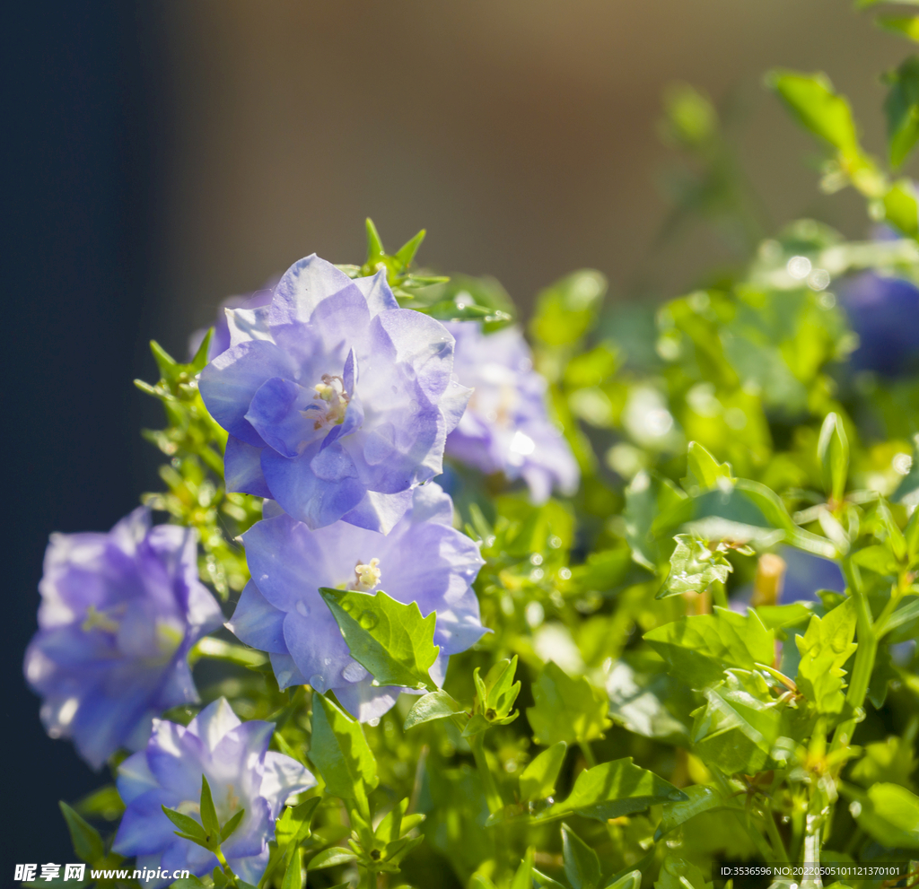 风铃花