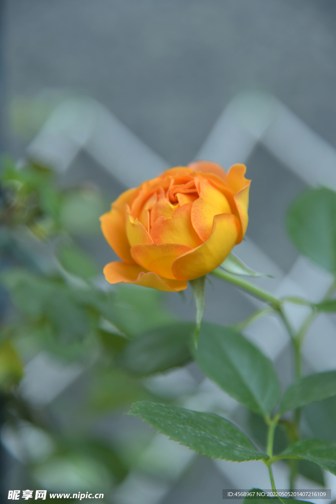 月季花