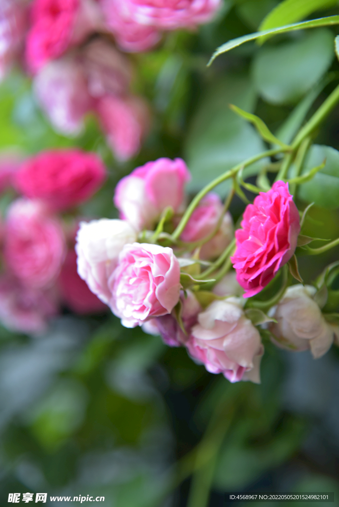月季花