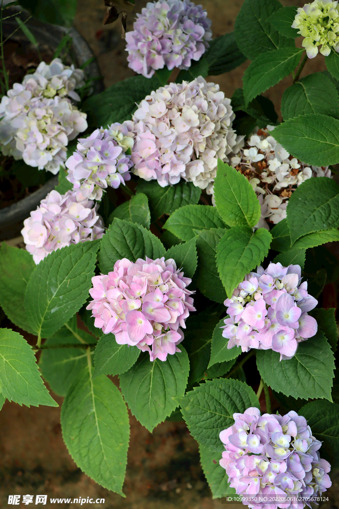 绣球花