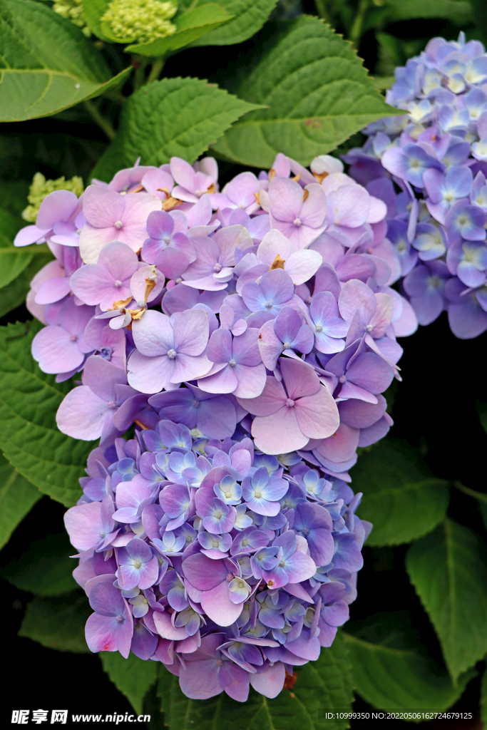 绣球花特写
