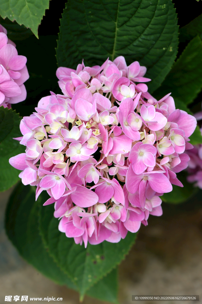 绣球花