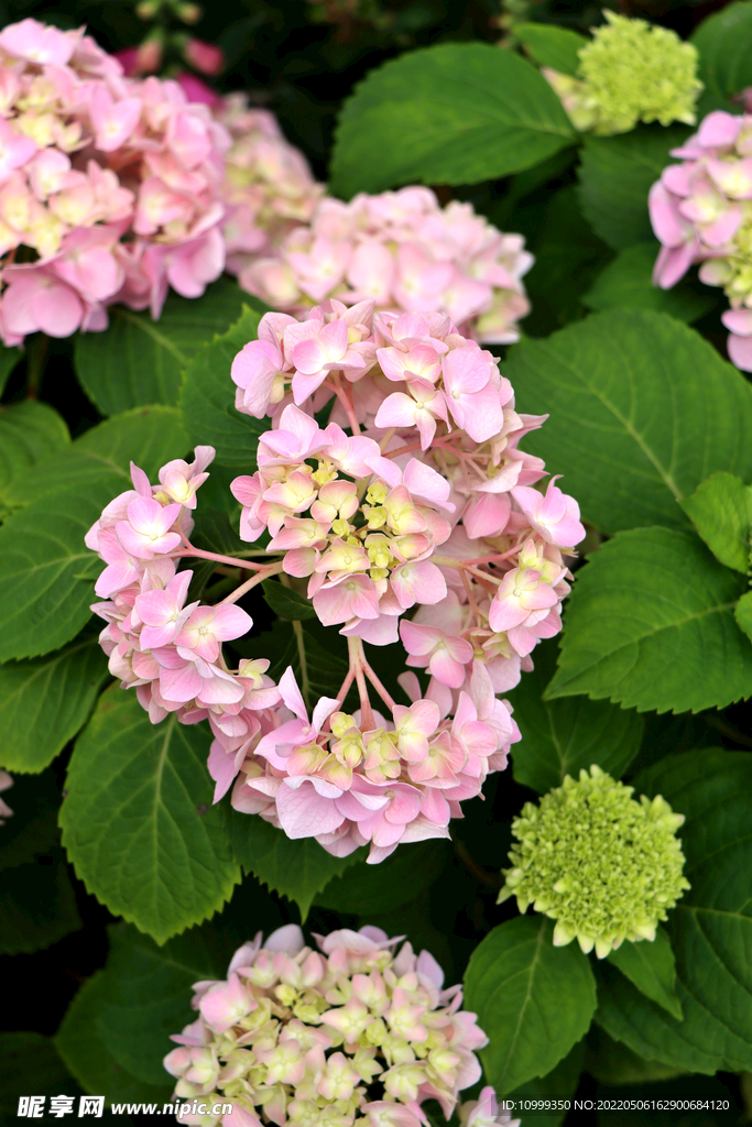 绣球花