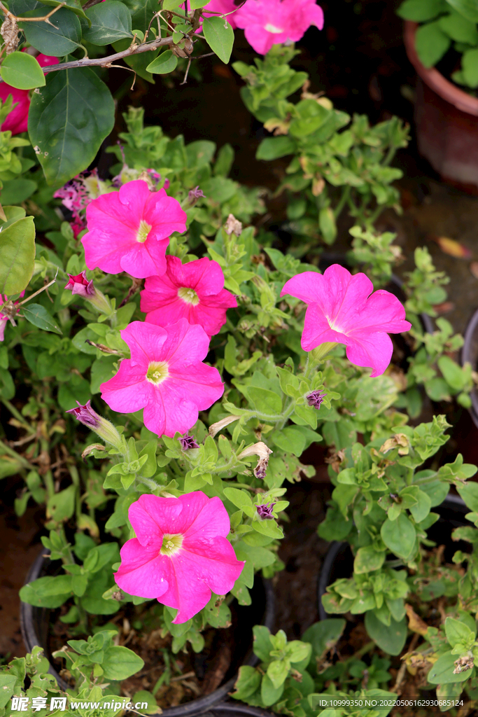 牵牛花
