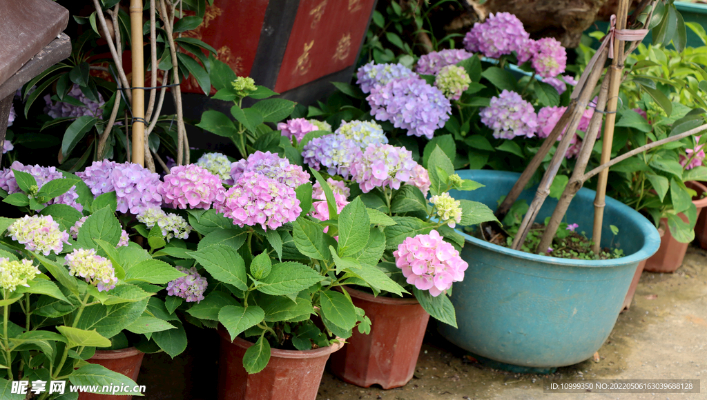 绣球花