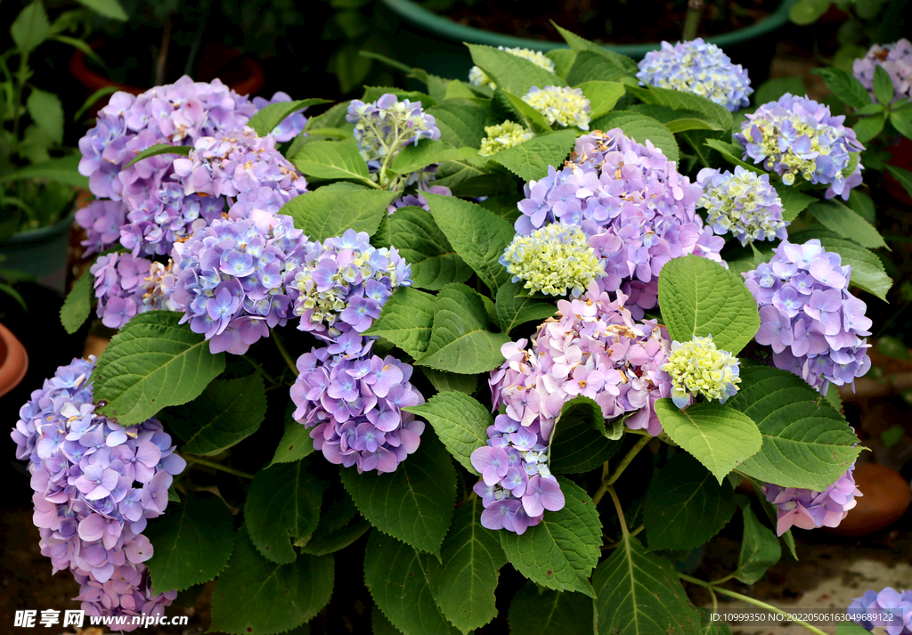 绣球花