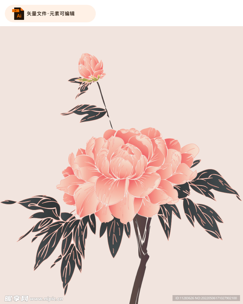 牡丹花矢量插画