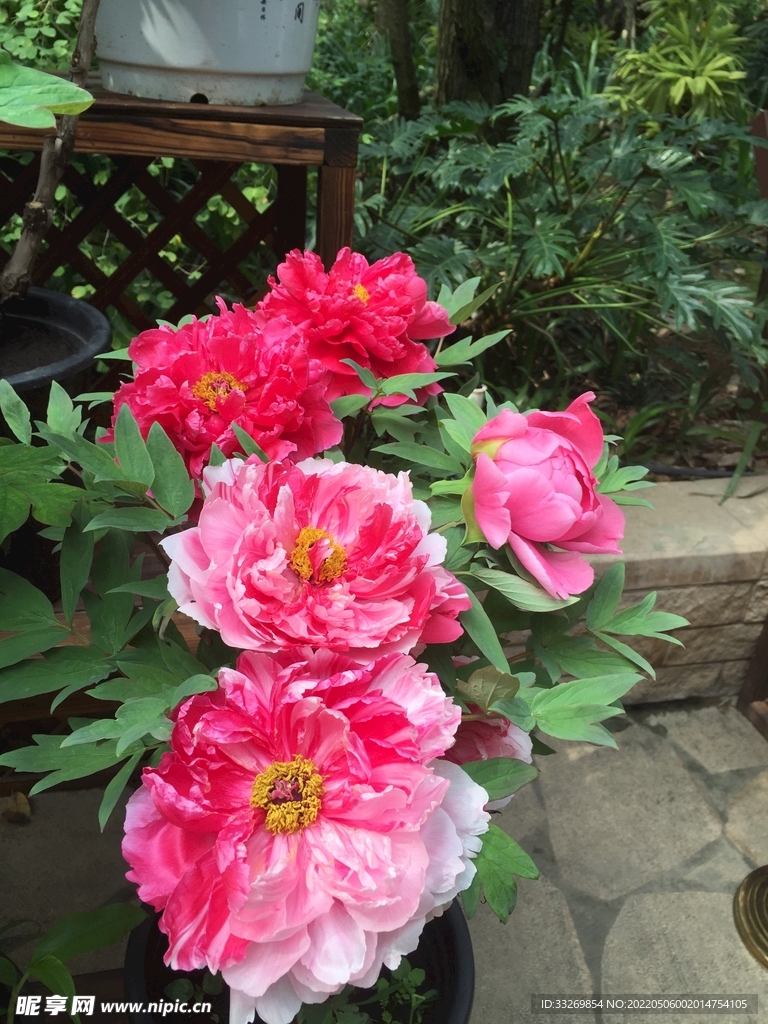 花卉摄影
