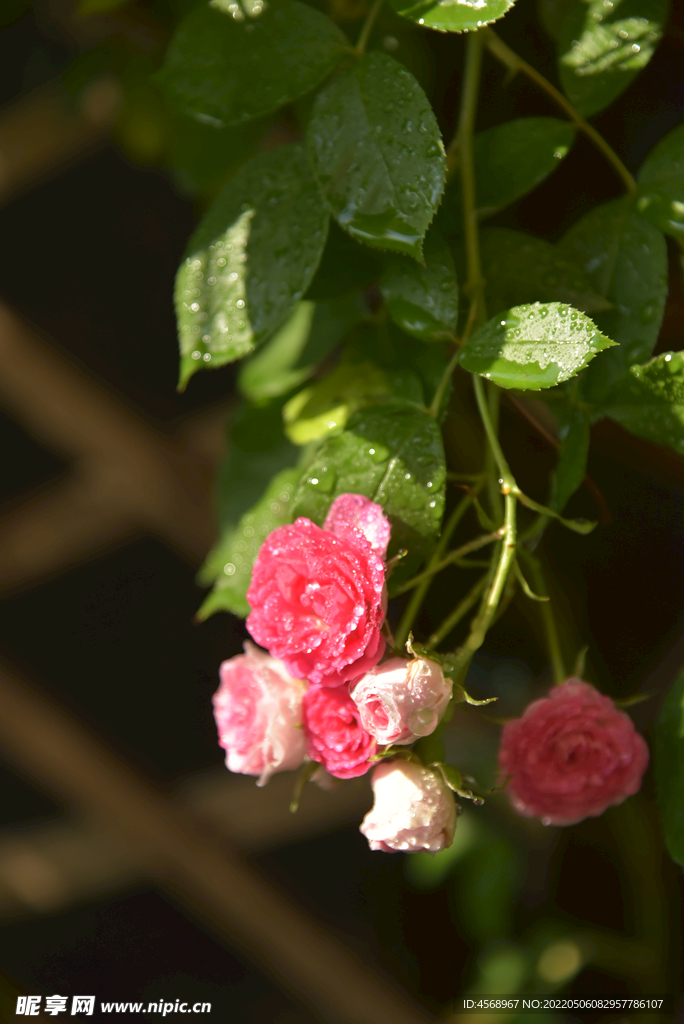 月季花
