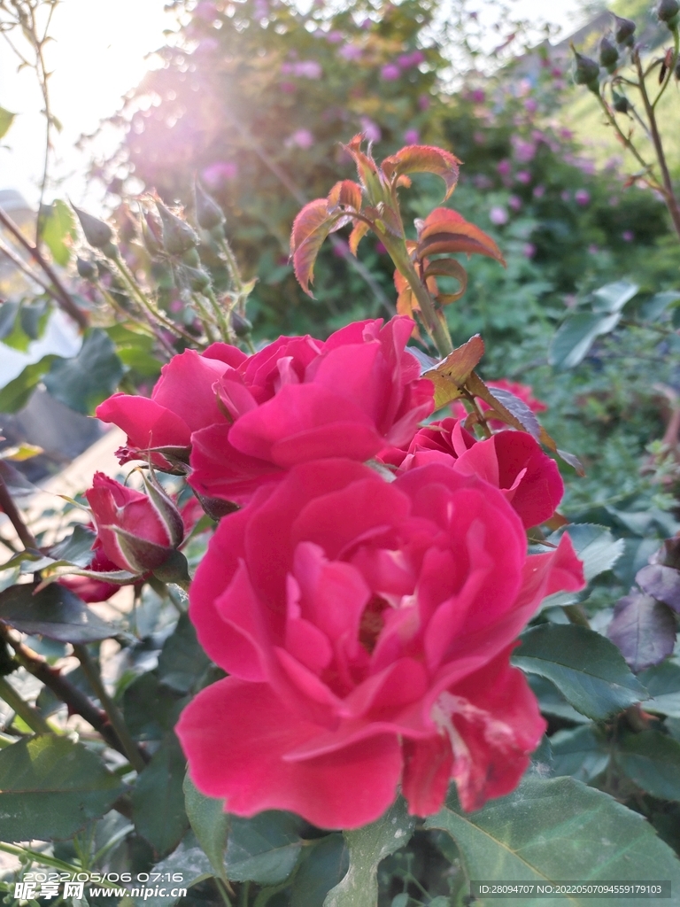 月季花