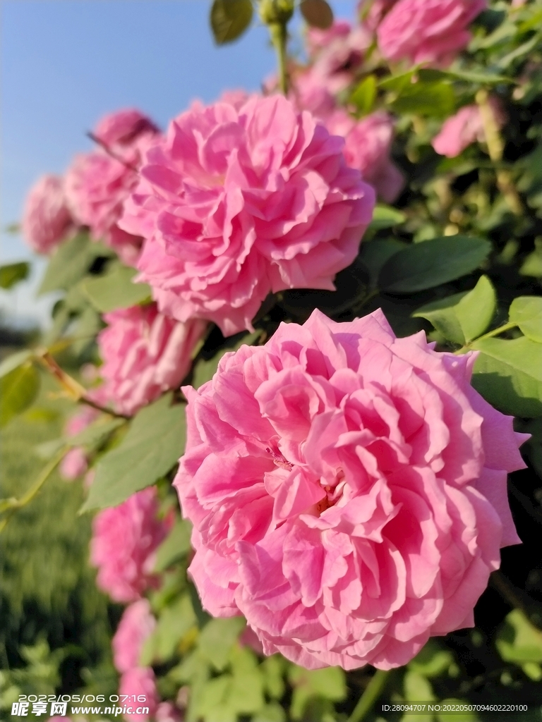 月季花