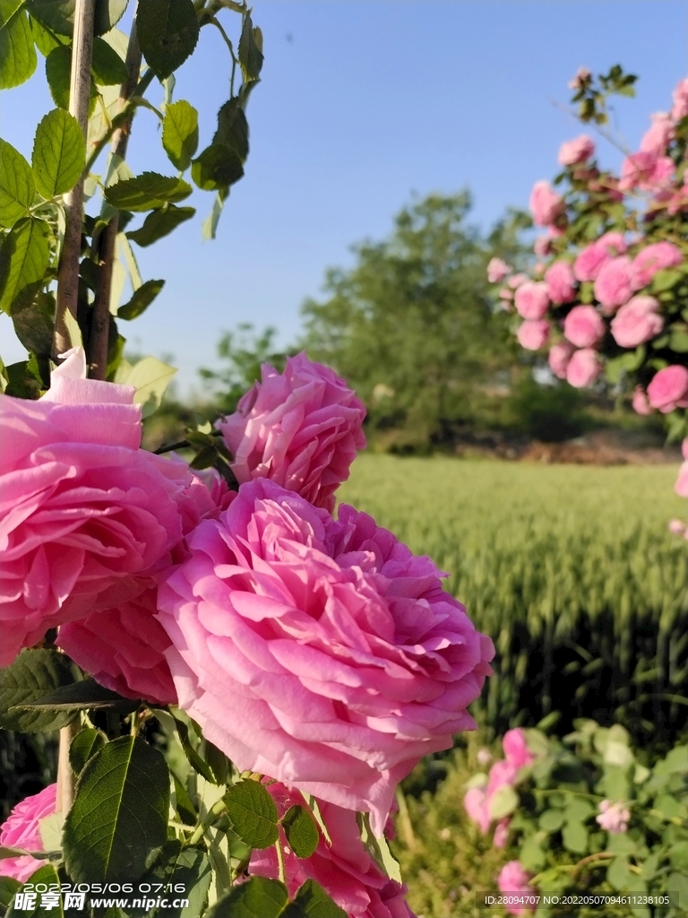 月季花