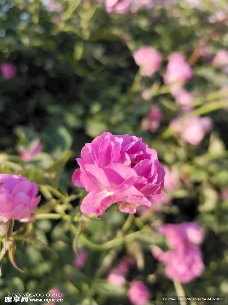 月季花