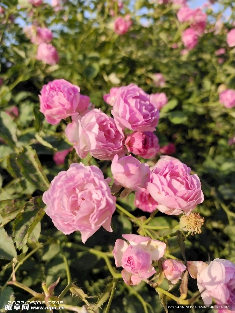 月季花