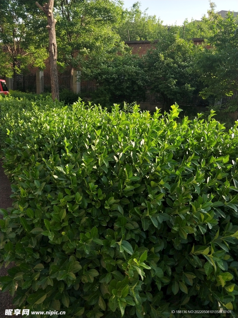 绿叶冬青 嫩芽图片